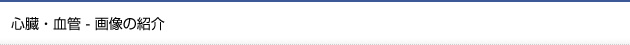 心臓・血管 - 画像の紹介